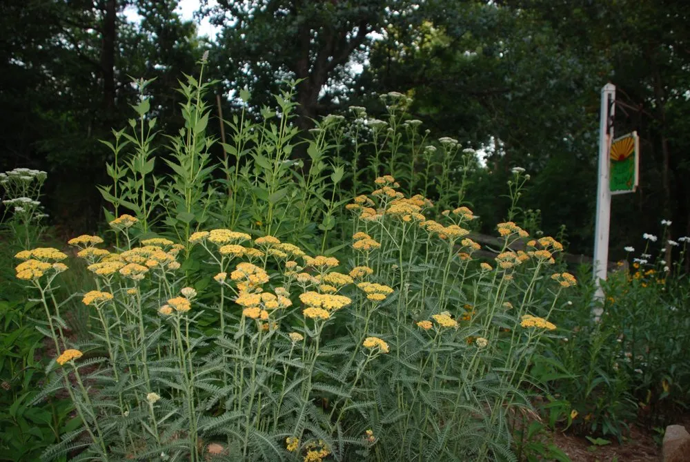 Professional yard maintenance experts serving Charlottesville, VA - Edgewood Gardens and Design