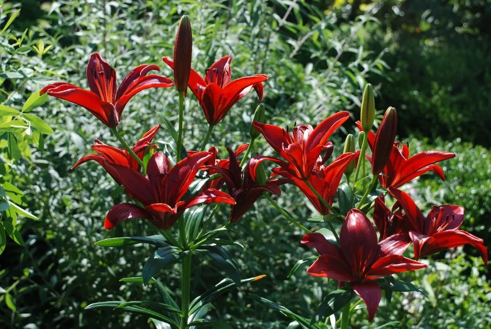 Trusted residential landscaping for beautiful yards in Charlottesville, VA by Edgewood Gardens and Design