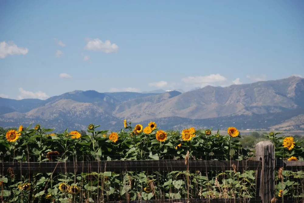 Custom lawn mowing service for homes across Charlottesville, VA - Edgewood Gardens and Design