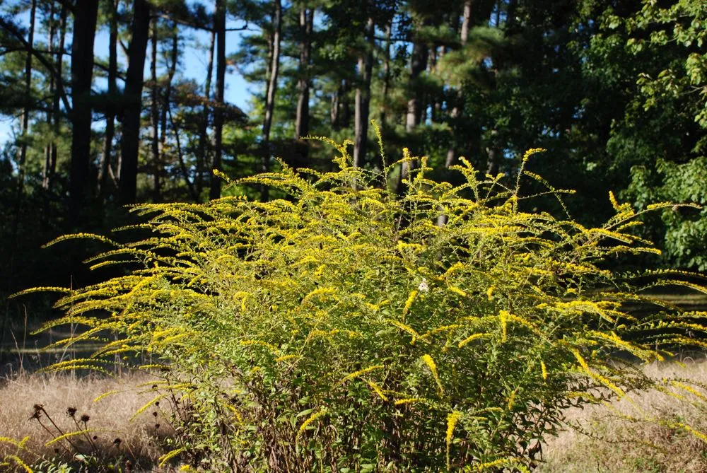 Reliable yard cleanup service in Charlottesville, VA - Edgewood Gardens and Design