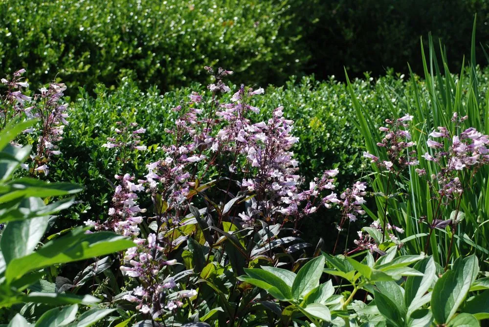 Top-rated outdoor landscaping for year-round maintenance in Charlottesville, VA by Edgewood Gardens and Design