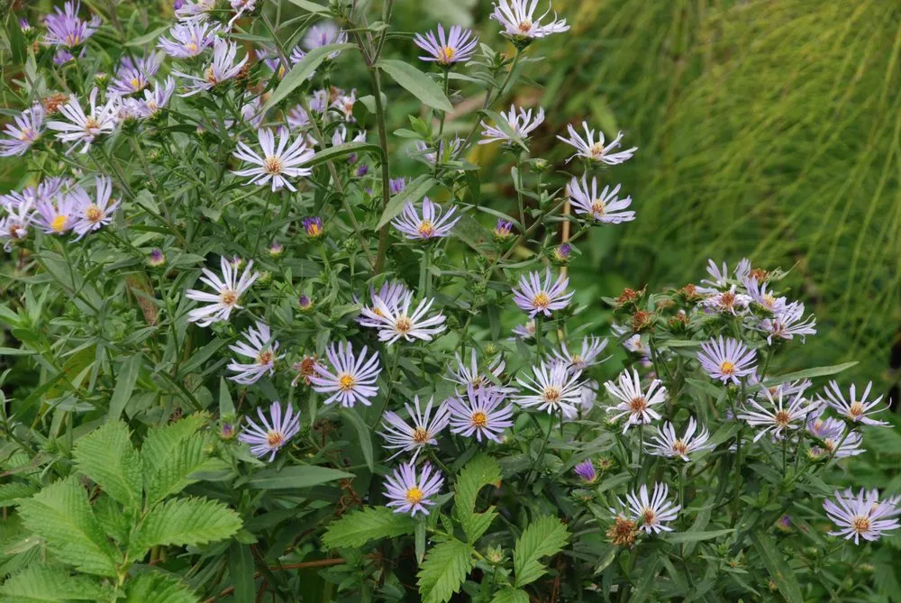 Professional landscape design experts serving Charlottesville, VA - Edgewood Gardens and Design