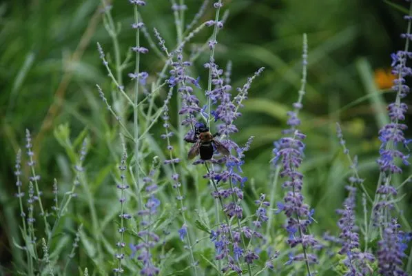 Edgewood Gardens and Design Logo