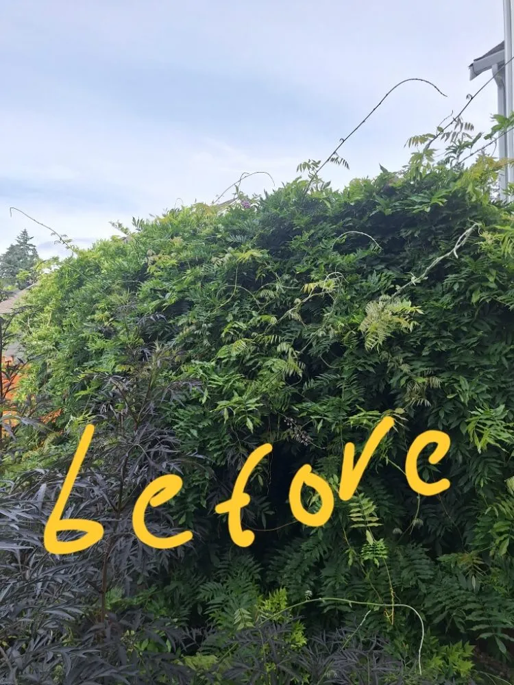 Reliable yard cleanup service near you in Poulsbo, WA by Edi Arana Landscaping