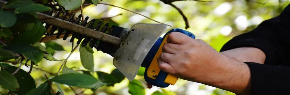 Expert lawn care service in Salinas, CA by Edibelto Green Landscaping