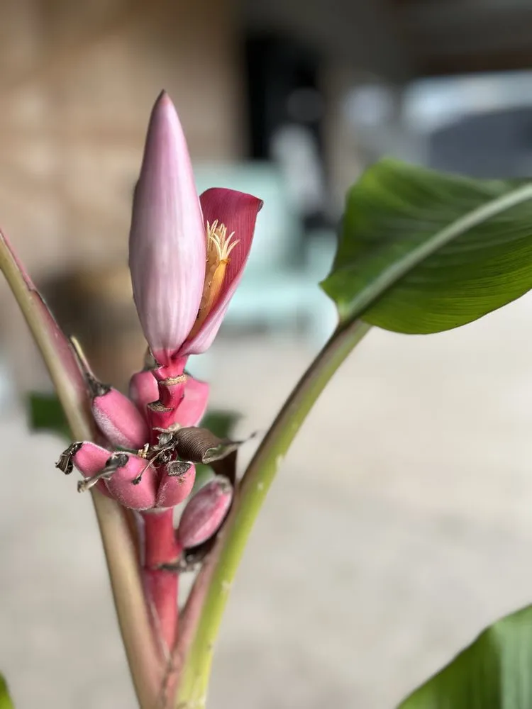 Expert residential landscaping in Clermont, FL - Edible Earth Scapes