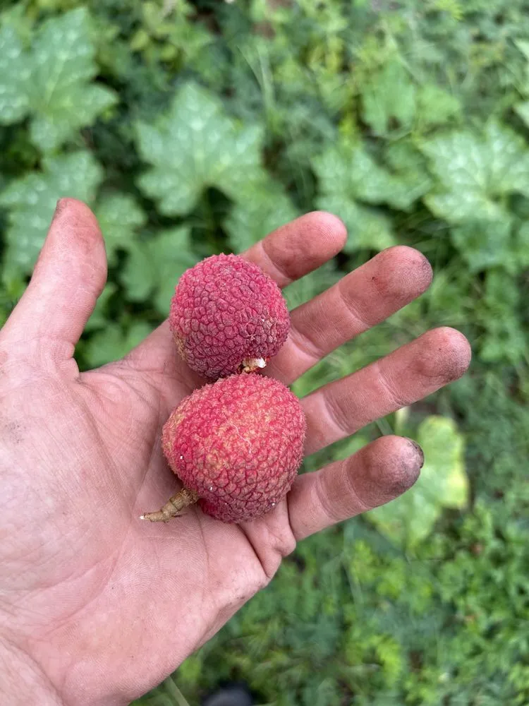 Trusted landscape design with custom design in Clermont, FL by Edible Earth Scapes