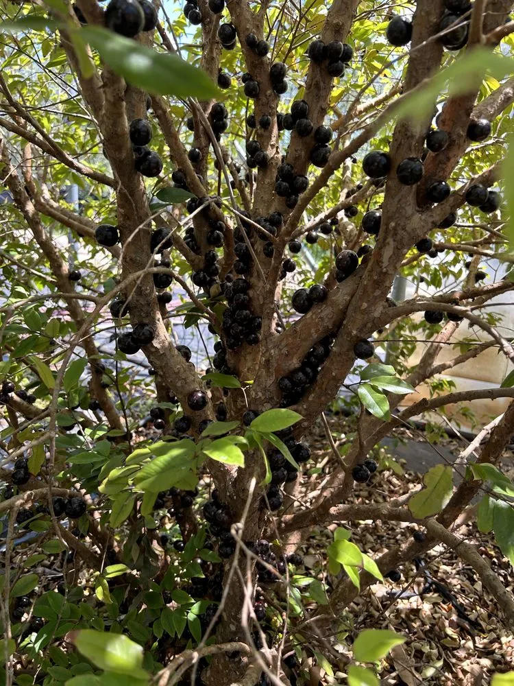 Top-rated yard cleanup service near you in Clermont, FL by Edible Earth Scapes