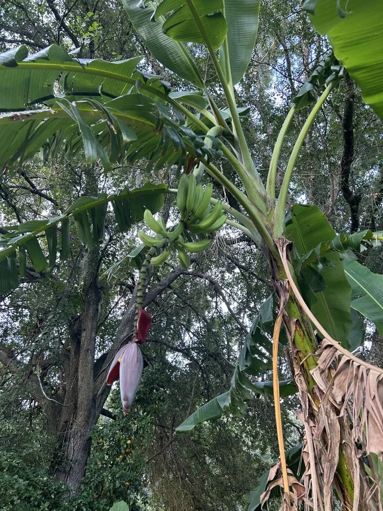 Expert garden landscaping in Clermont, FL by Edible Earth Scapes