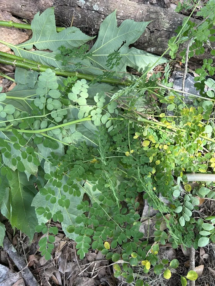 Custom yard cleanup service in Clermont, FL - Edible Earth Scapes