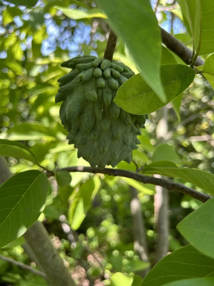 Top-rated yard maintenance experts serving Clermont, FL - Edible Earth Scapes