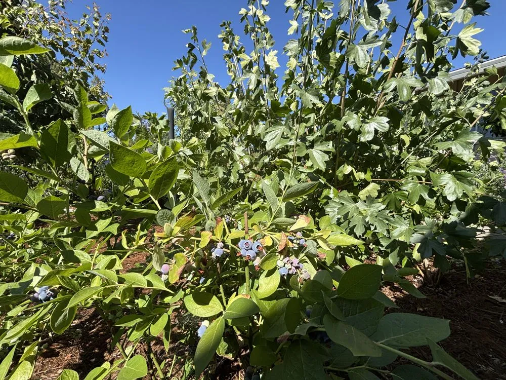 Expert landscape installation for residential properties across Richmond, CA - Edible Ecology