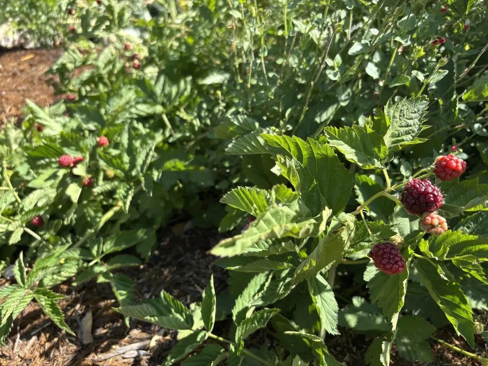 Expert lawn care service in Richmond, CA by Edible Ecology