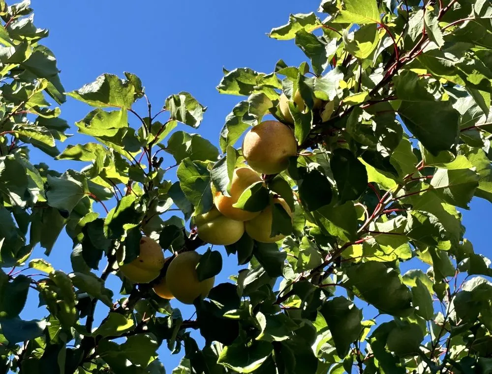 Trusted residential landscaping for year-round maintenance across Richmond, CA - Edible Ecology