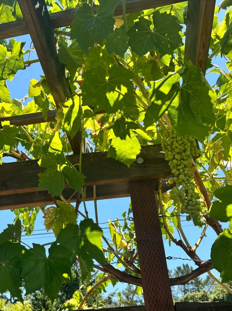 Custom landscaping services experts serving Richmond, CA - Edible Ecology