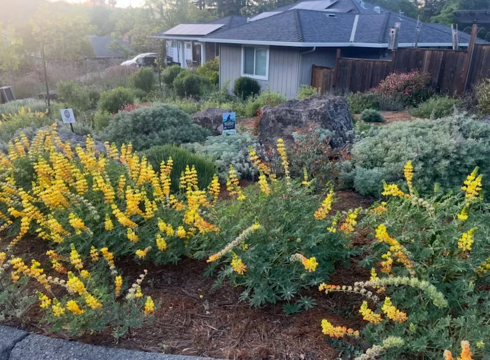 Expert yard cleanup service near you in Richmond, CA by Edible Ecology