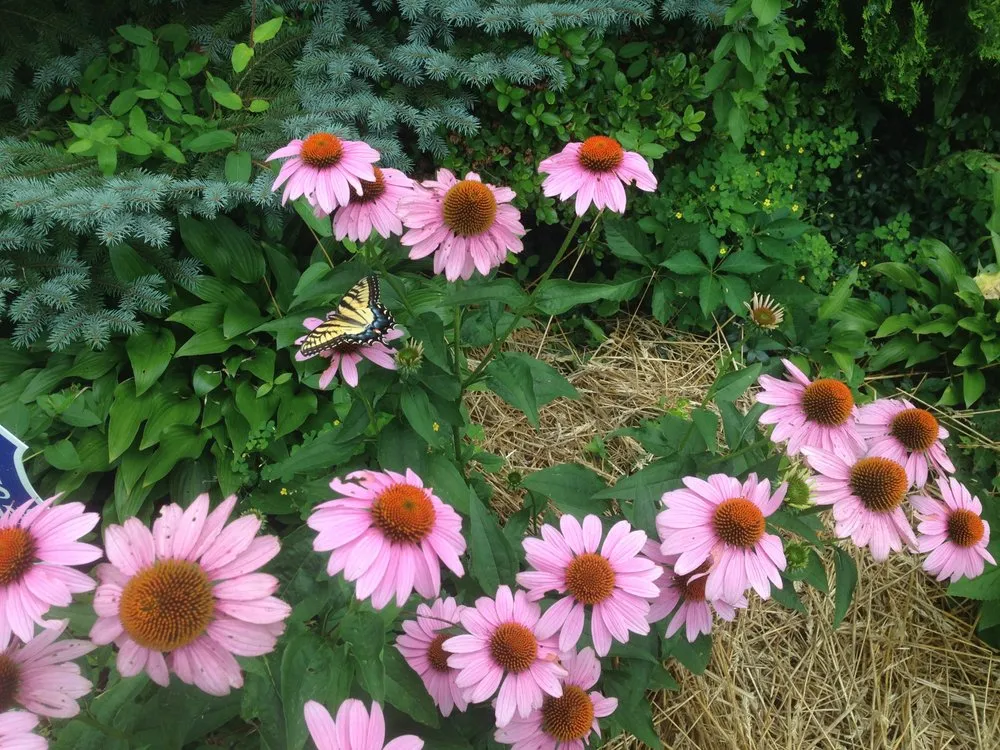 Reliable yard cleanup service for outdoor upgrades across Baltimore, MD - Edible Eden