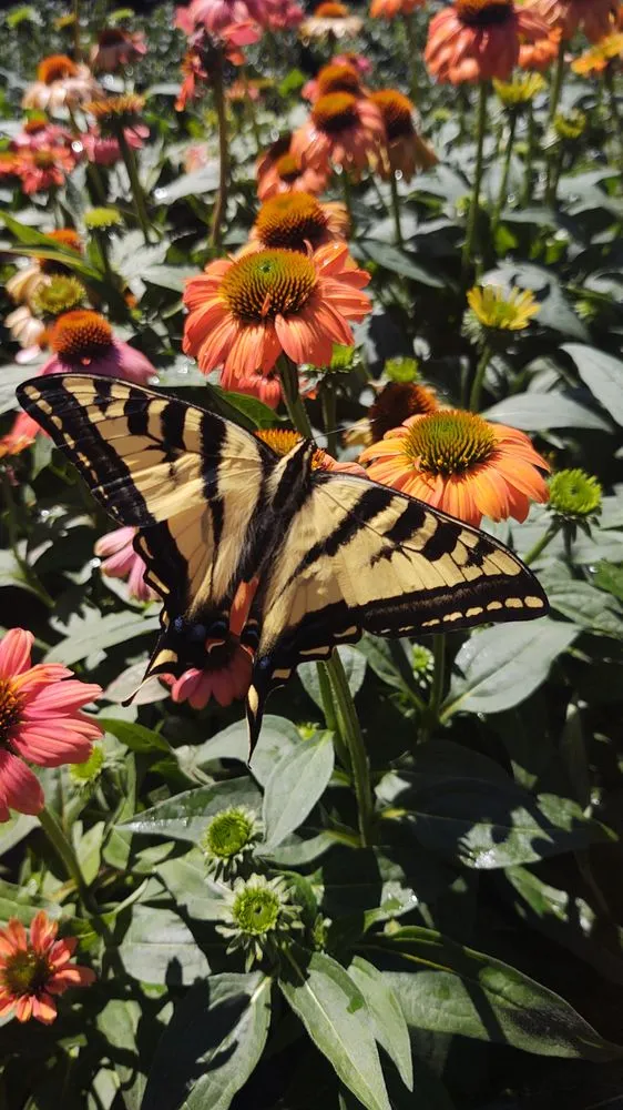 Expert landscape installation experts serving Verdi, NV - Edible Eden Lawn & Garden