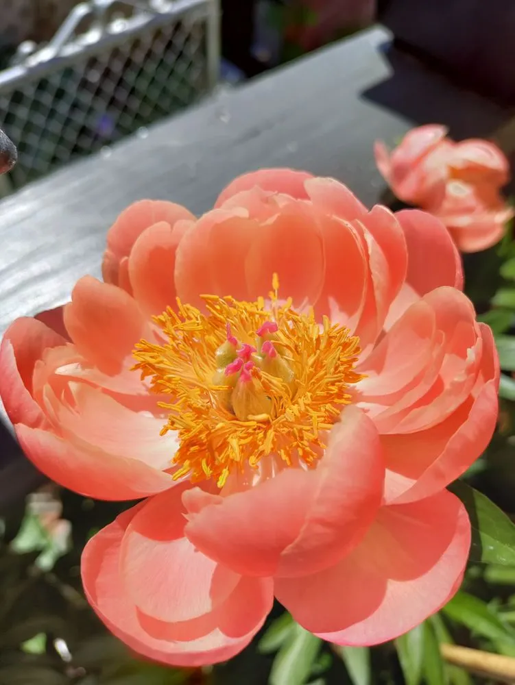 Local lawn mowing service in Verdi, NV - Edible Eden Lawn & Garden