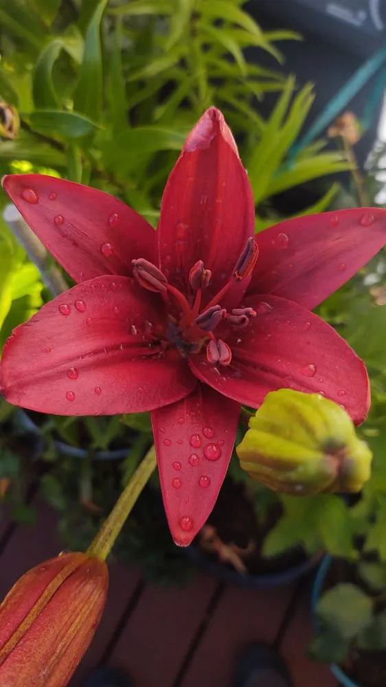 Trusted landscape installation in Verdi, NV - Edible Eden Lawn & Garden