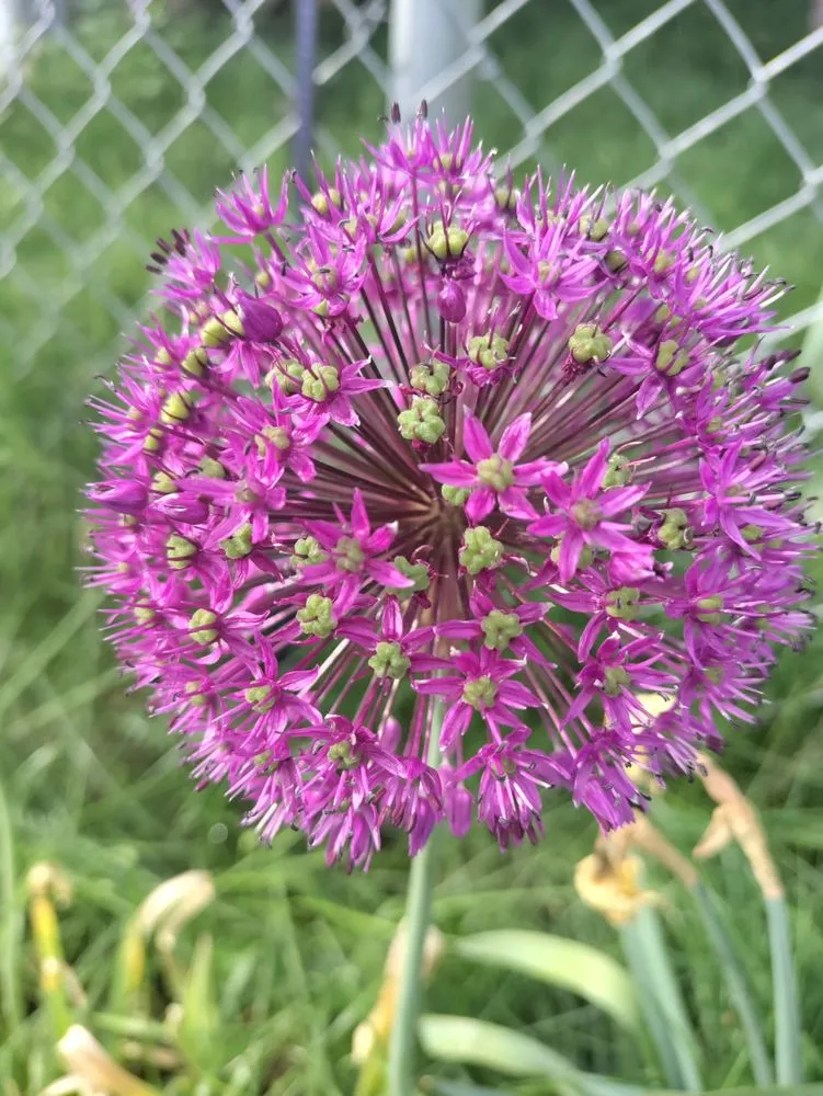 Professional outdoor landscaping for beautiful yards in Verdi, NV by Edible Eden Lawn & Garden
