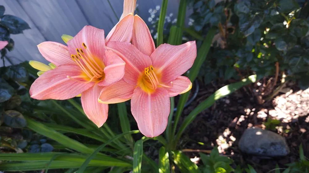 Affordable lawn mowing service experts serving Verdi, NV - Edible Eden Lawn & Garden