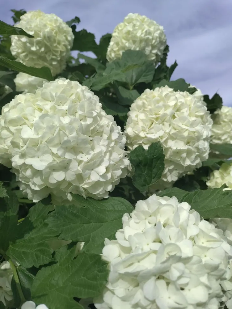 Custom yard cleanup service for outdoor upgrades across Verdi, NV - Edible Eden Lawn & Garden