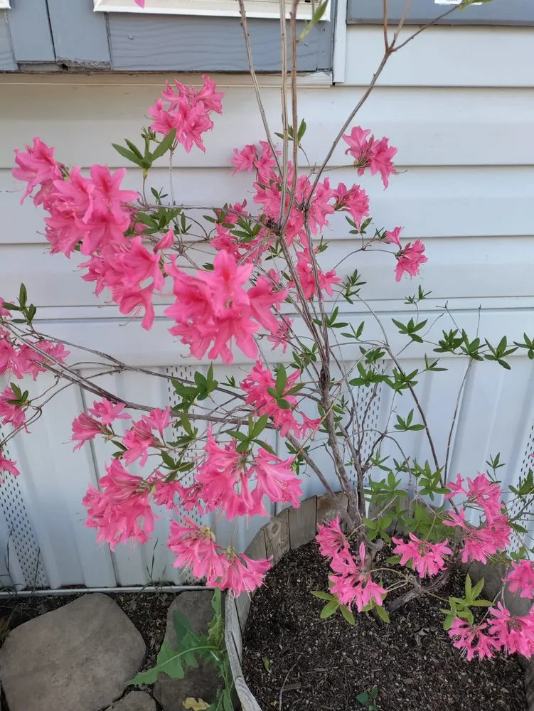 Expert lawn care service with custom design in Verdi, NV by Edible Eden Lawn & Garden