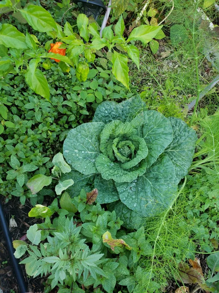 Trusted outdoor landscaping with custom design in Miami, FL by Edible Landscape Solutions