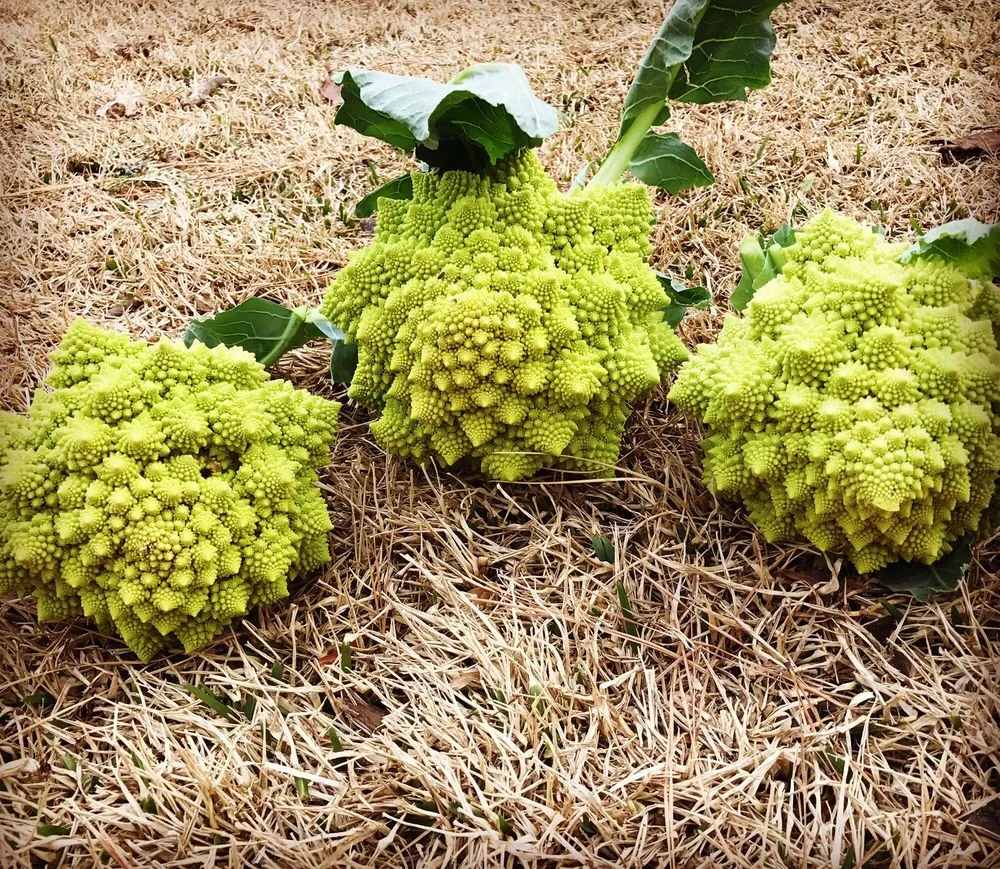 Professional lawn care service experts serving Dallas, TX - Edible Landscapes Dallas