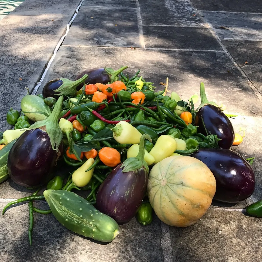 Trusted lawn care service experts serving Dallas, TX - Edible Landscapes Dallas