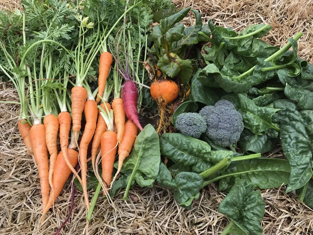 Trusted residential landscaping for outdoor upgrades in Dallas, TX by Edible Landscapes Dallas