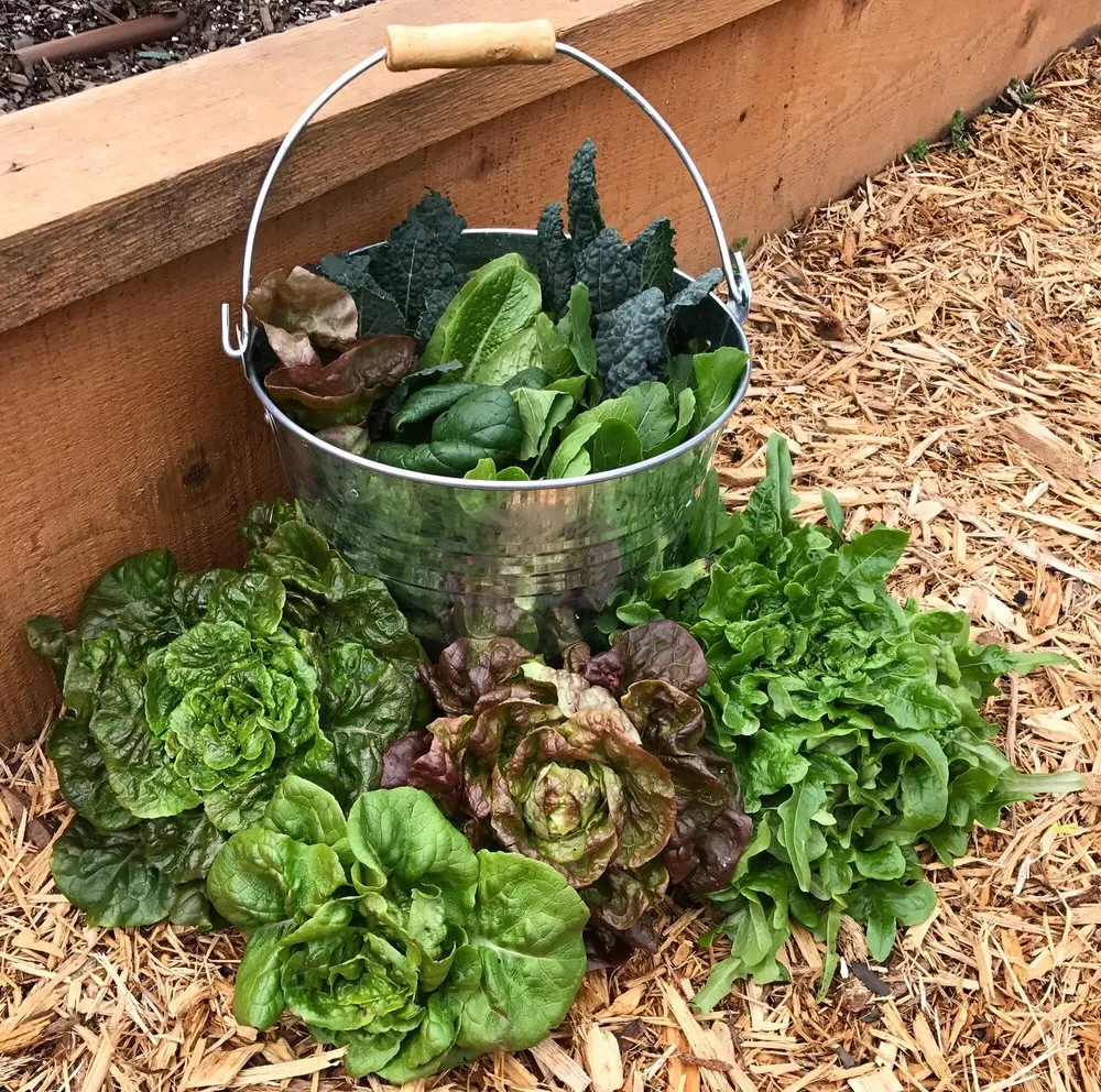 Expert landscaping services in Dallas, TX by Edible Landscapes Dallas