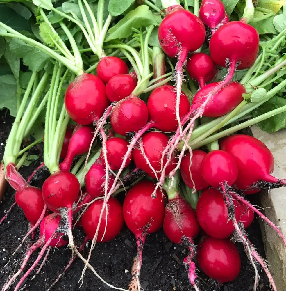 Custom landscape design in Dallas, TX - Edible Landscapes Dallas