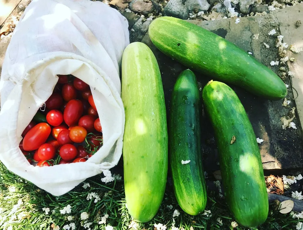 Custom garden landscaping for residential properties across Dallas, TX - Edible Landscapes Dallas