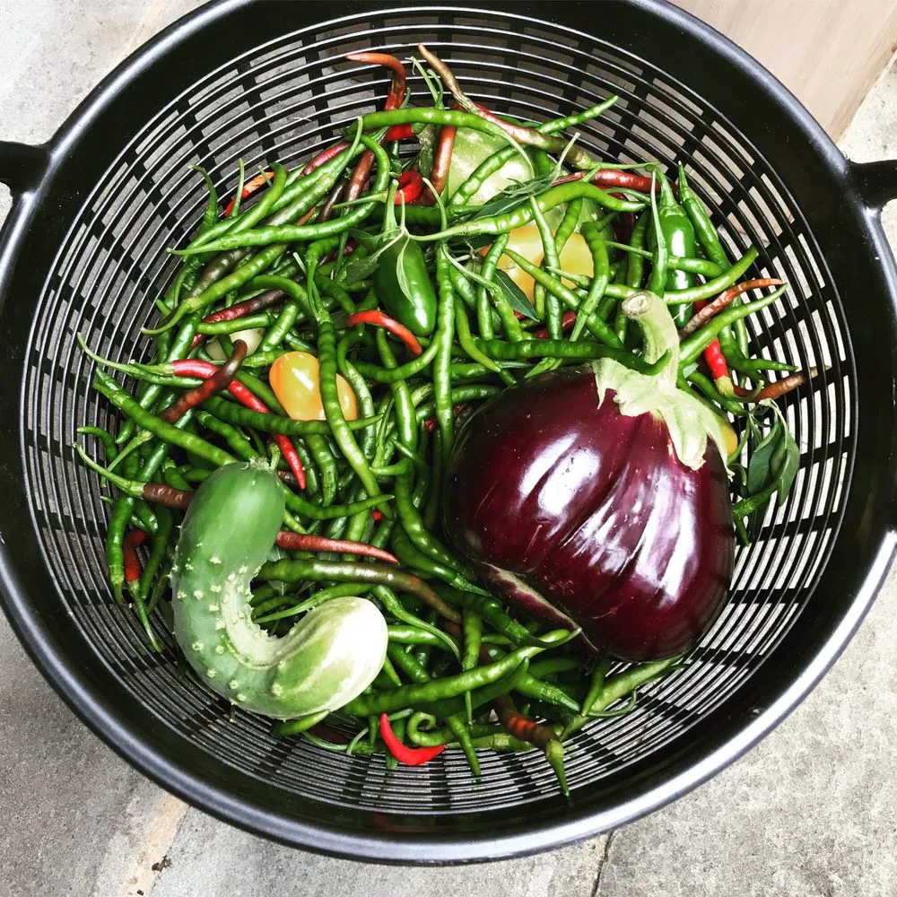 Reliable landscaping services for outdoor upgrades in Dallas, TX by Edible Landscapes Dallas