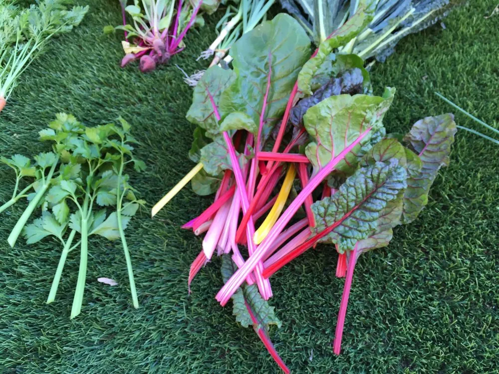 Expert lawn mowing service experts serving Dallas, TX - Edible Landscapes Dallas