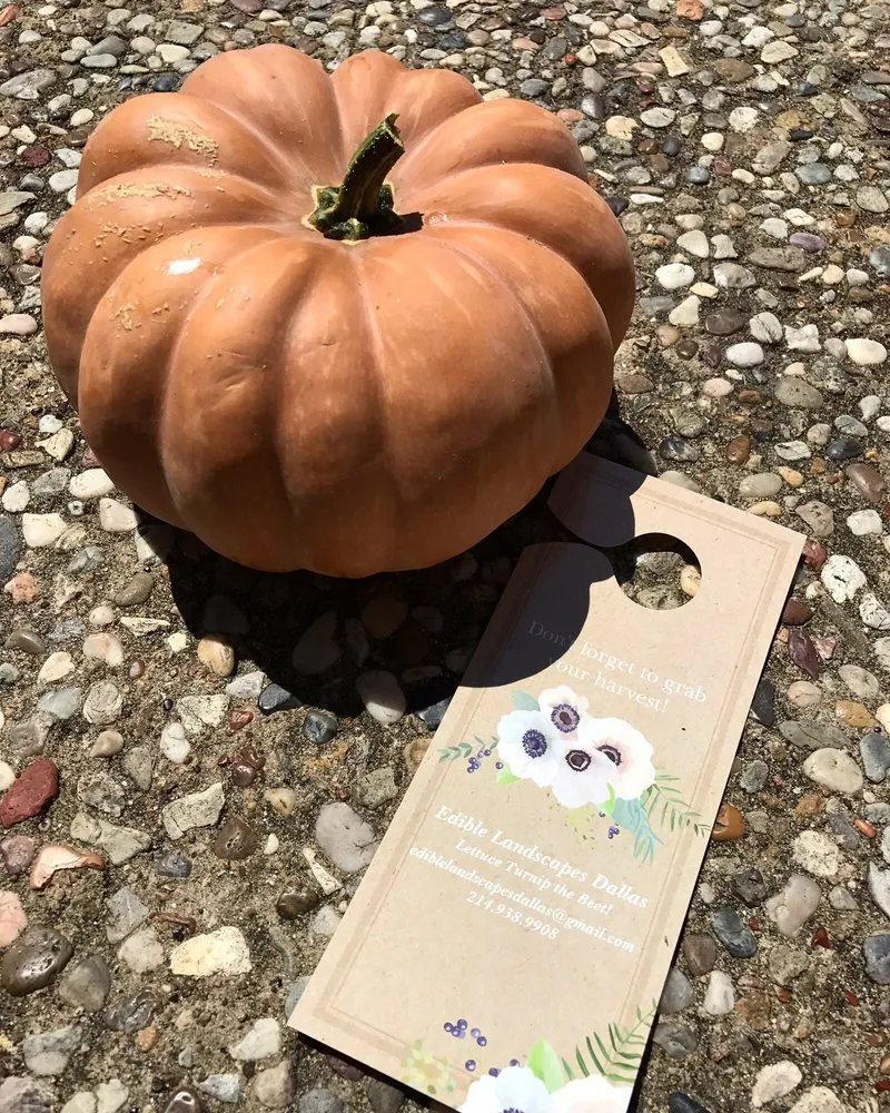 Reliable outdoor landscaping for homes across Dallas, TX - Edible Landscapes Dallas