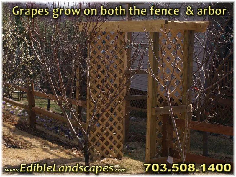 Professional yard cleanup service for beautiful yards across Falls Church, VA - Edible Landscapes