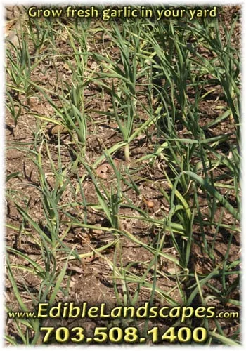 Custom yard maintenance experts serving Falls Church, VA - Edible Landscapes