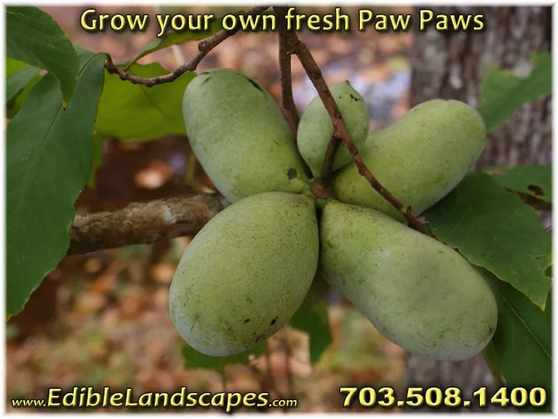 Professional lawn care service in Falls Church, VA - Edible Landscapes