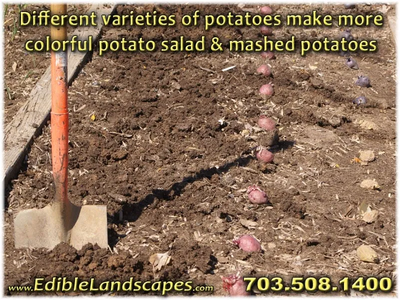 Trusted residential landscaping in Falls Church, VA - Edible Landscapes