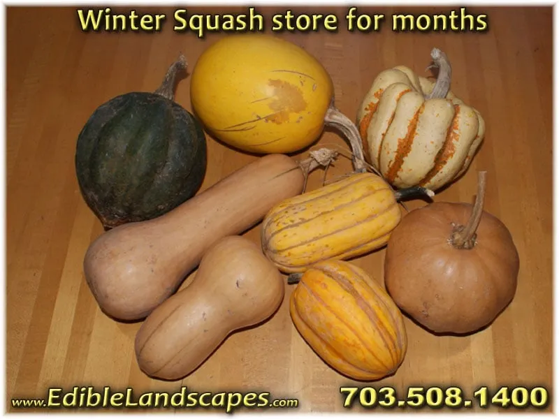 Local lawn mowing service experts serving Falls Church, VA - Edible Landscapes