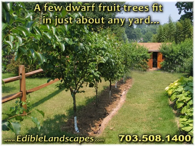 Top-rated landscape design for homes in Falls Church, VA by Edible Landscapes