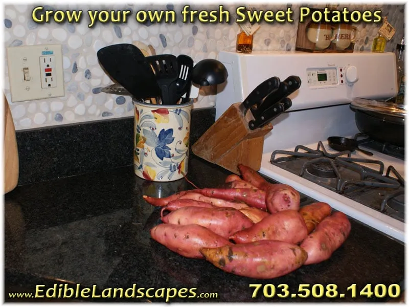 Reliable yard cleanup service in Falls Church, VA by Edible Landscapes