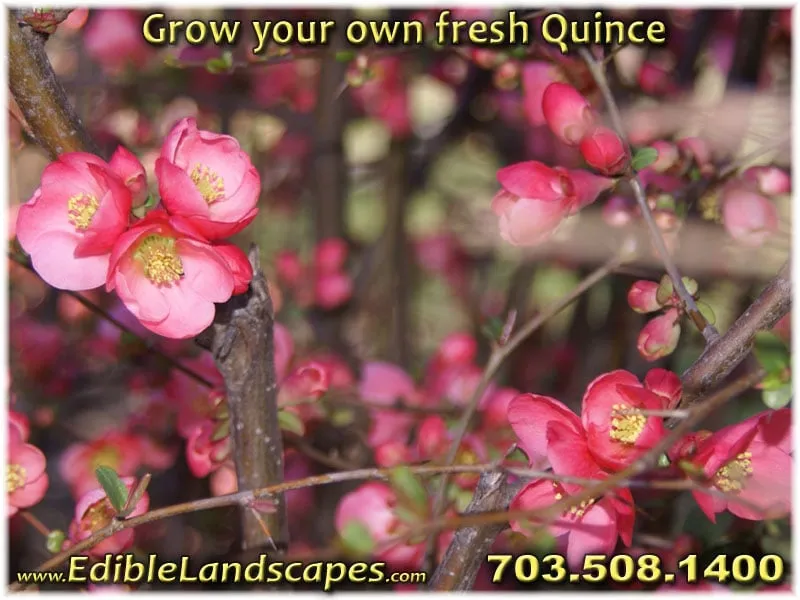 Trusted lawn mowing service near you in Falls Church, VA by Edible Landscapes