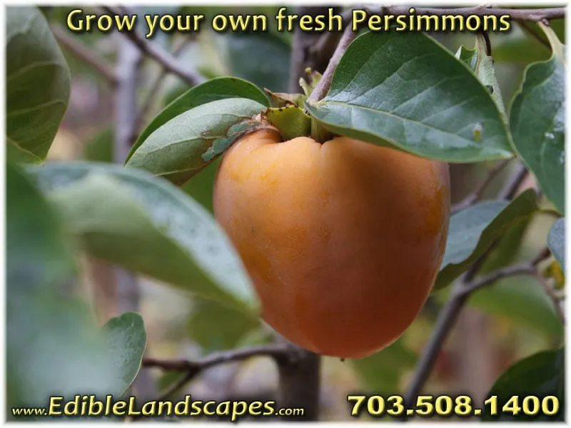 Local landscaping services in Falls Church, VA by Edible Landscapes