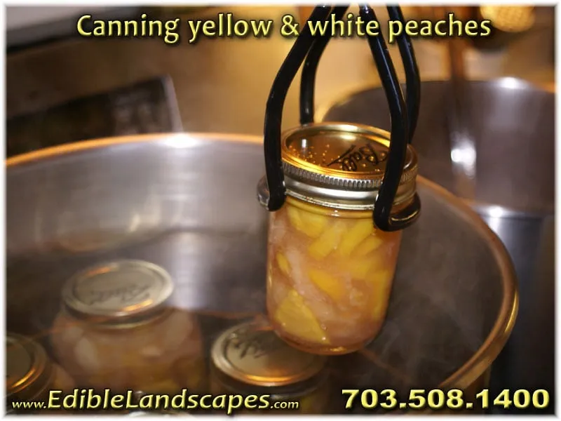 Custom landscape design for outdoor upgrades in Falls Church, VA by Edible Landscapes