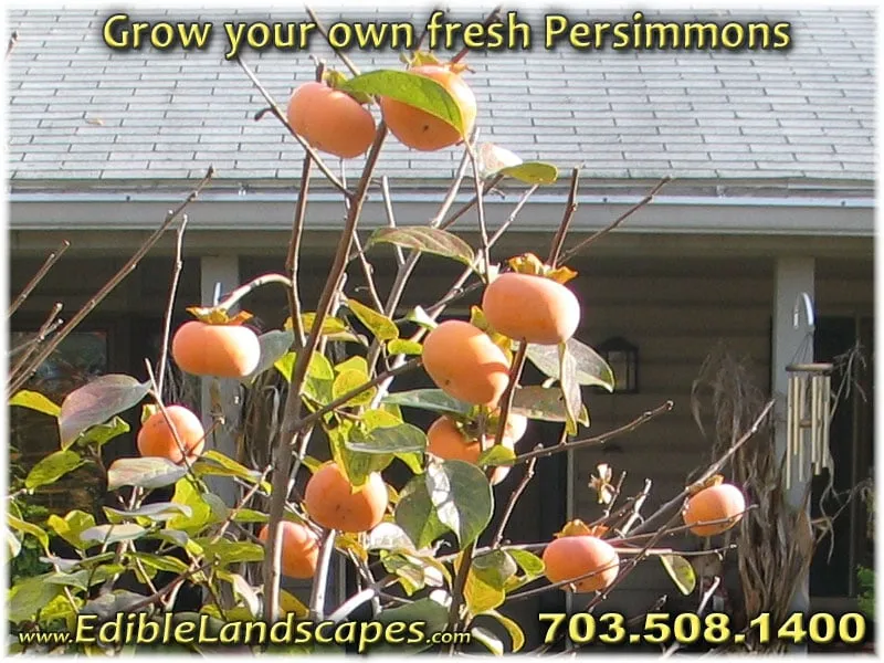 Custom outdoor landscaping for homes in Falls Church, VA by Edible Landscapes