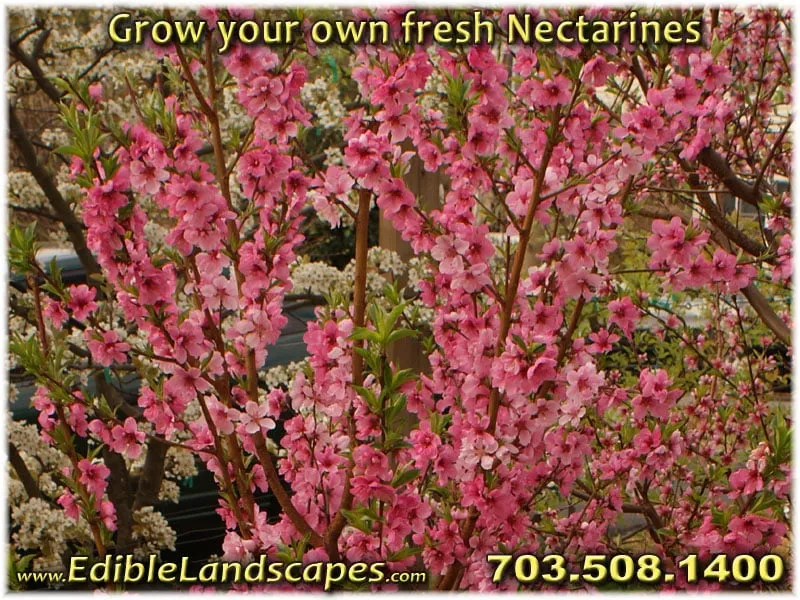 Custom yard maintenance in Falls Church, VA by Edible Landscapes
